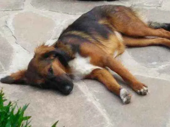 Cachorro ra a Indefinida idade 3 anos nome Pantera e bibi