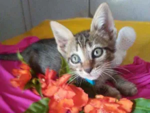 Gato raça Tigrado idade 2 a 6 meses nome Dick