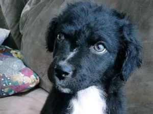 Cachorro raça Vira-lata idade Abaixo de 2 meses nome Bela S.J.RioPreto