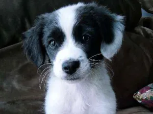 Cachorro raça Vira-lata idade Abaixo de 2 meses nome Borá S.J.RioPreto