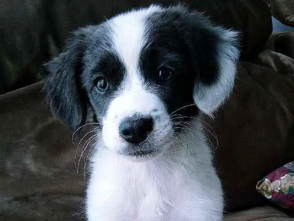 Cachorro ra a Vira-lata idade Abaixo de 2 meses nome Borá S.J.RioPreto