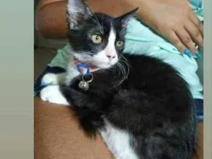 Gato raça  idade 2 a 6 meses nome Luna 