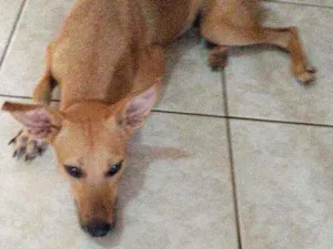 Cachorro raça Srd idade 1 ano nome Théo 