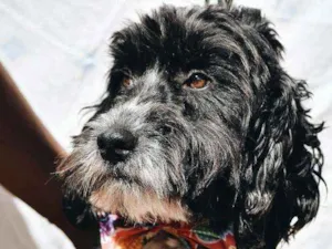 Cachorro raça SRD idade 2 anos nome Biscoito