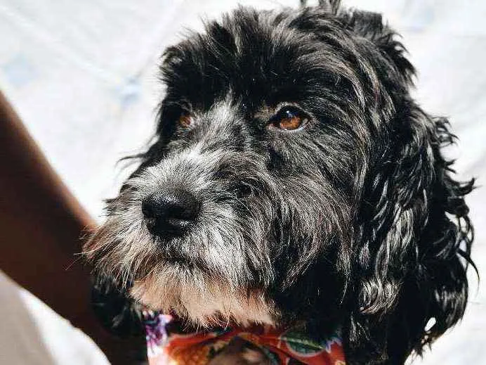 Cachorro ra a SRD idade 2 anos nome Biscoito