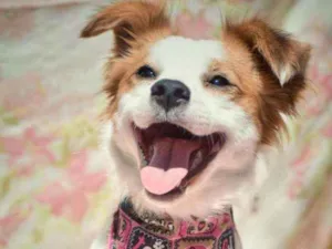 Cachorro raça SRD idade 1 ano nome Jessy