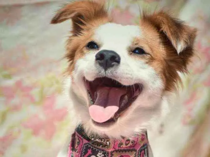 Cachorro ra a SRD idade 1 ano nome Jessy