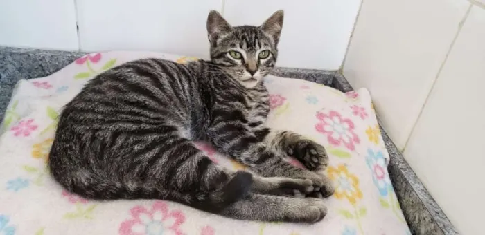 Gato ra a SRD idade 2 a 6 meses nome Barão