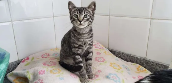 Gato ra a SRD idade 2 a 6 meses nome Barão