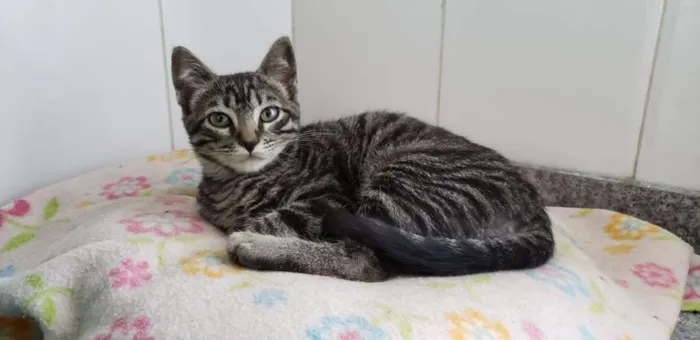 Gato ra a SRD idade 2 a 6 meses nome Barão