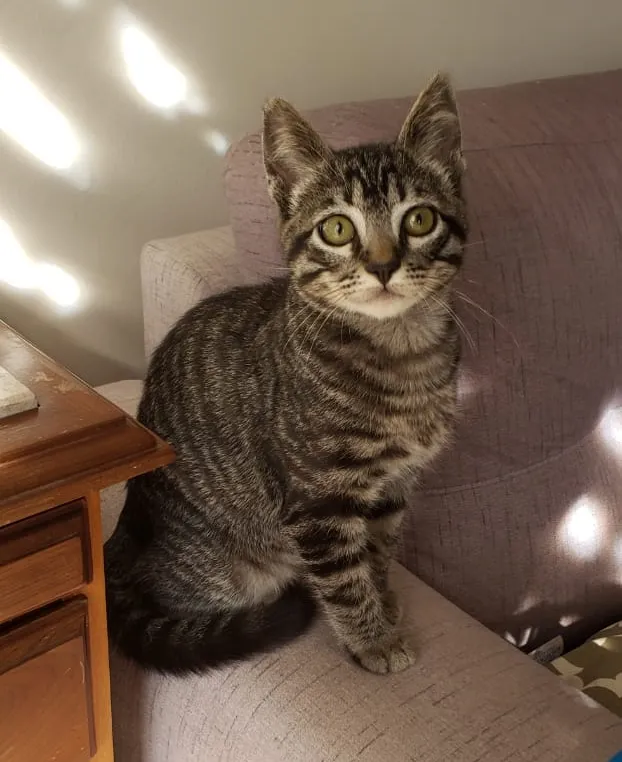 Gato ra a SRD idade 2 a 6 meses nome Barão