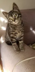 Barão