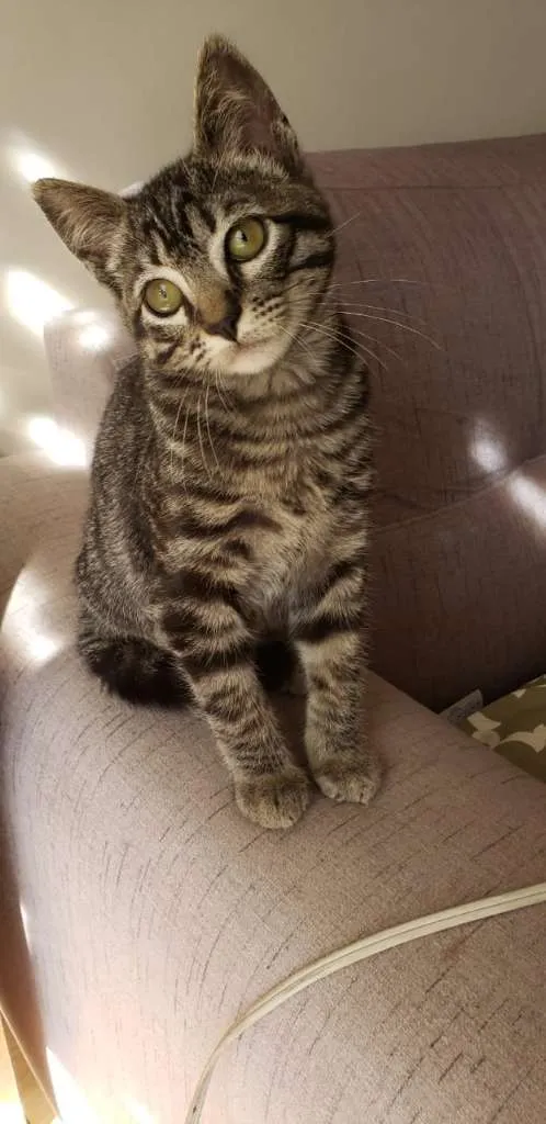 Gato ra a SRD idade 2 a 6 meses nome Barão