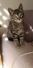 Barão