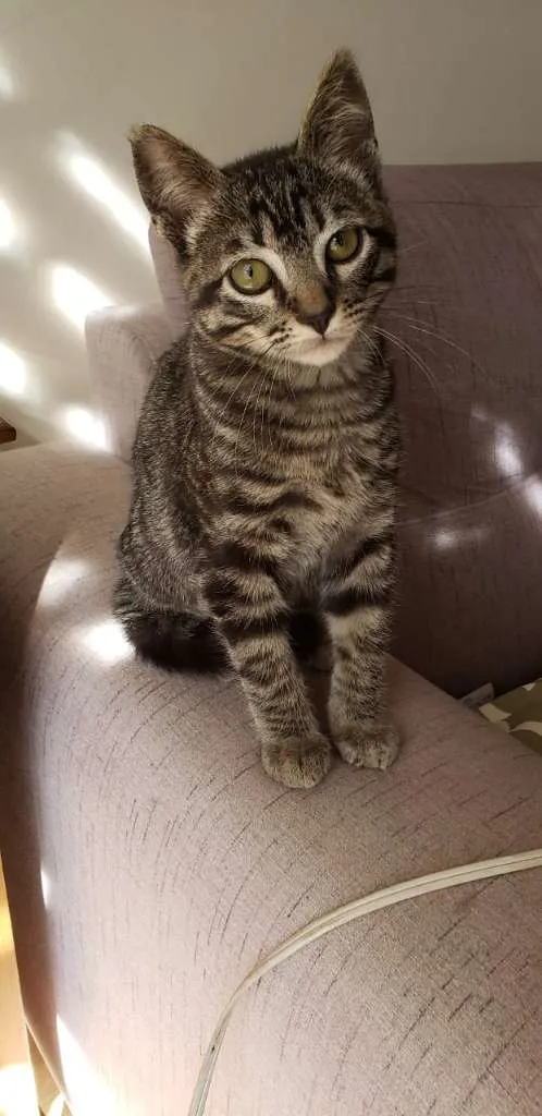 Gato ra a SRD idade 2 a 6 meses nome Barão