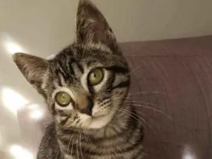 Gato raça SRD idade 2 a 6 meses nome Barão