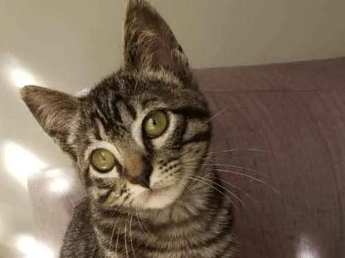 Gato ra a SRD idade 2 a 6 meses nome Barão