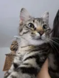 Zi