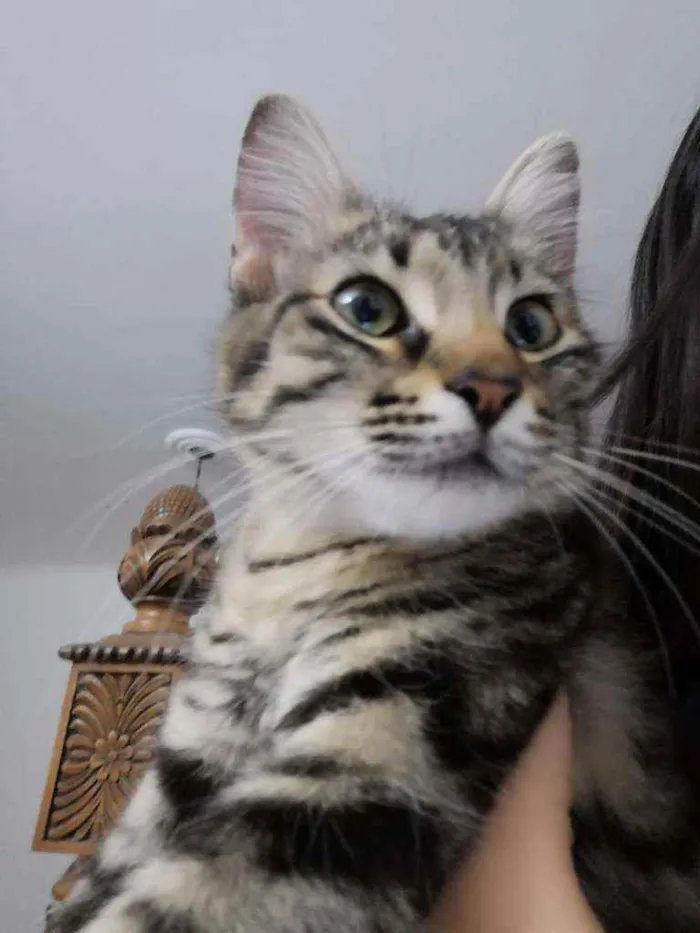 Gato ra a  idade  nome Zi
