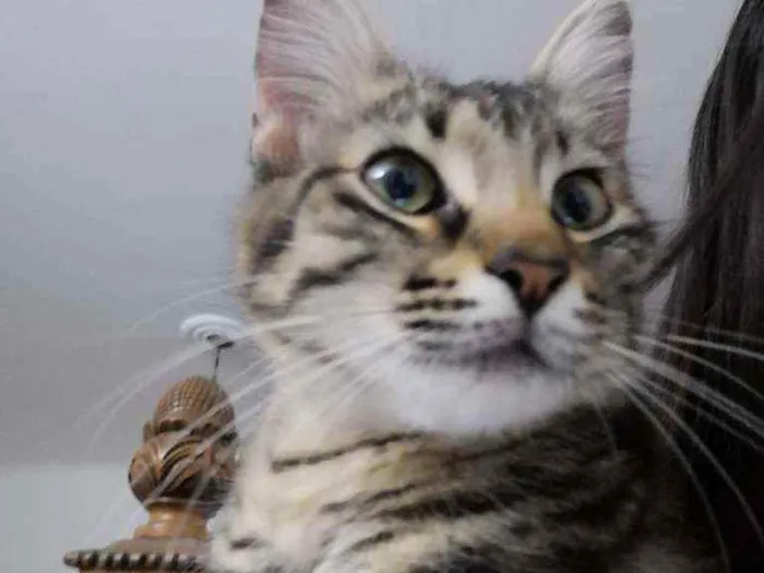 Gato ra a  idade  nome Zi