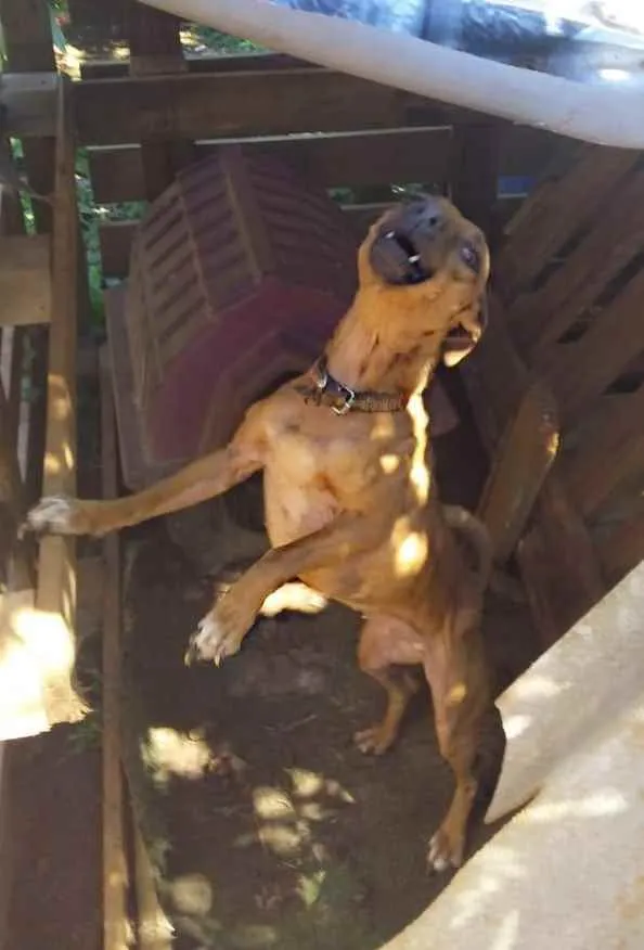 Cachorro ra a Srd idade 1 ano nome Mel
