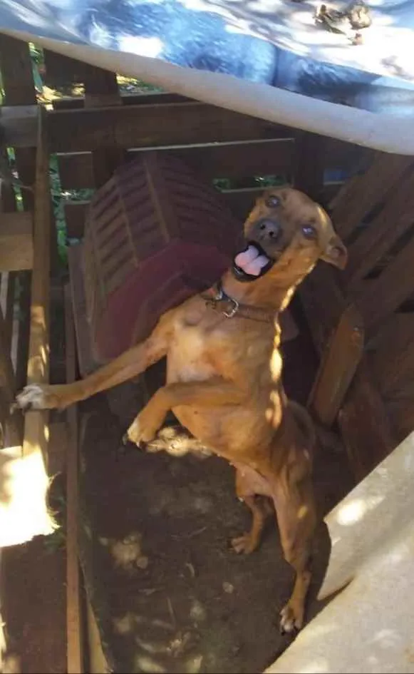 Cachorro ra a Srd idade 1 ano nome Mel