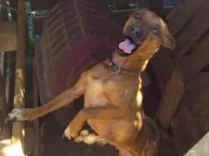 Cachorro raça Srd idade 1 ano nome Mel