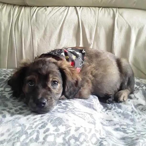 Cachorro ra a Srd idade 2 a 6 meses nome Nick