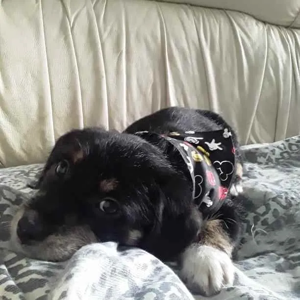 Cachorro ra a Srd idade 2 a 6 meses nome Bob