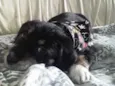 Bob
