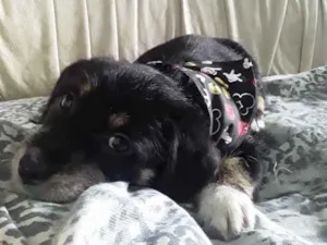 Cachorro raça Srd idade 2 a 6 meses nome Bob