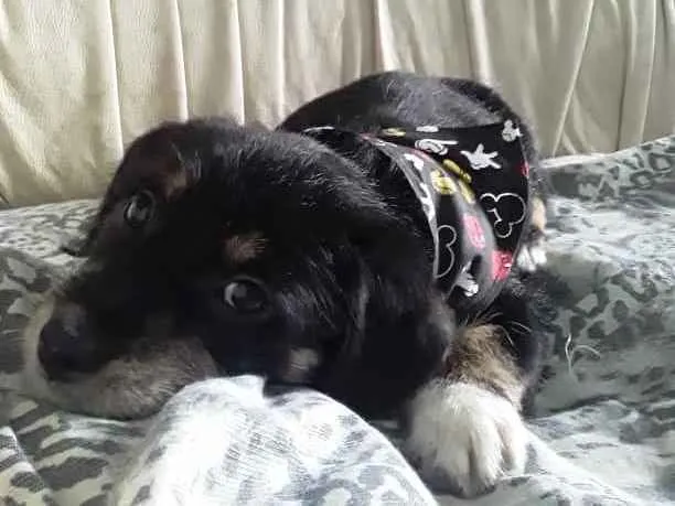 Cachorro ra a Srd idade 2 a 6 meses nome Bob