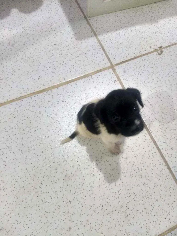 Cachorro raça Indefinida idade Abaixo de 2 meses nome Malhado