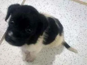 Cachorro raça Indefinida idade Abaixo de 2 meses nome Malhado