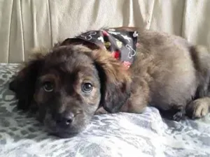 Cachorro raça Srd idade 2 a 6 meses nome Nick