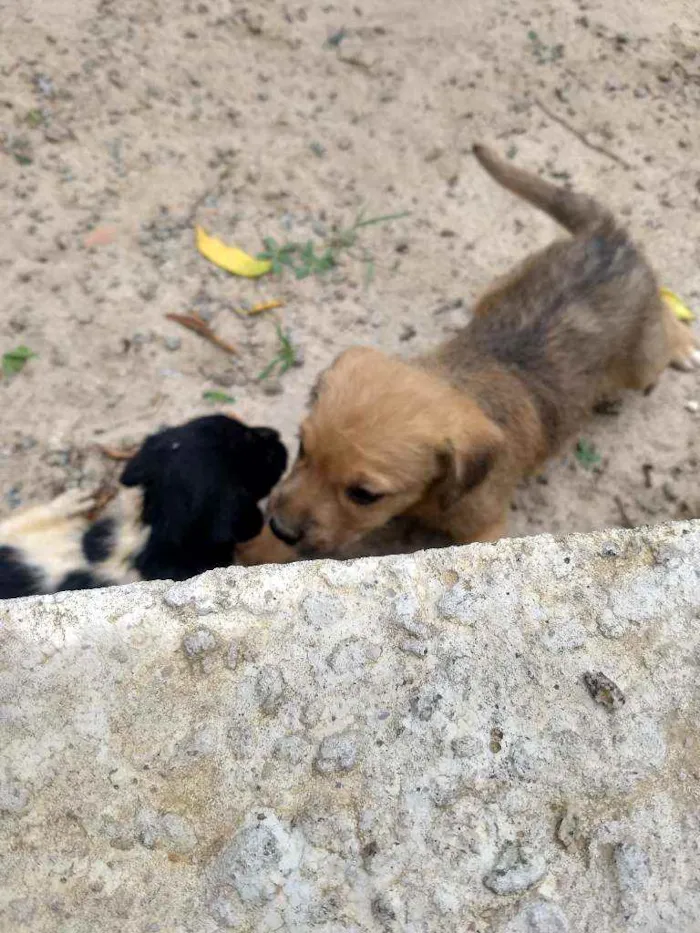 Cachorro raça Indefinida idade Abaixo de 2 meses nome Malhado