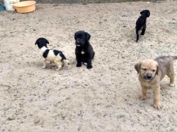 Cachorro raça Indefinida idade Abaixo de 2 meses nome Malhado