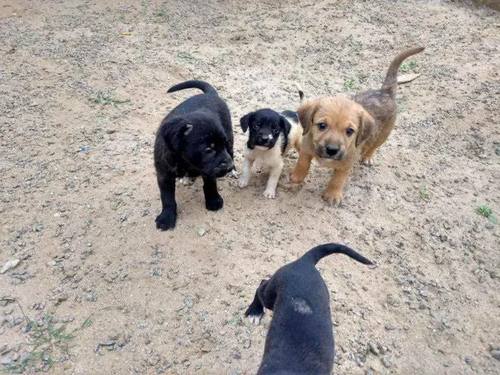 Cachorro raça Indefinida idade Abaixo de 2 meses nome Malhado