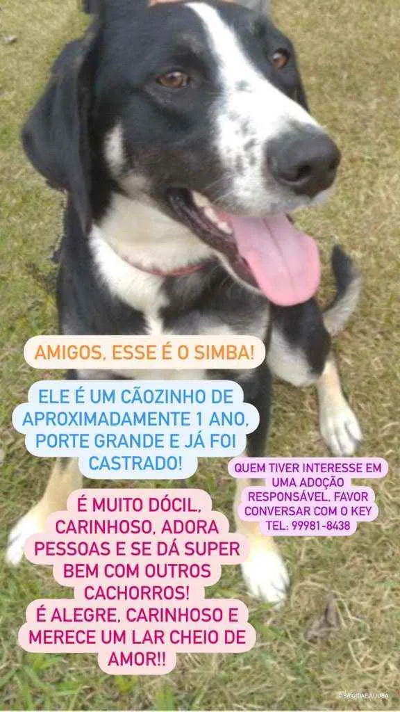 Cachorro raça SRD idade 1 ano nome Simba