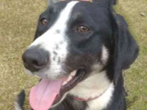 Cachorro raça SRD idade 1 ano nome Simba