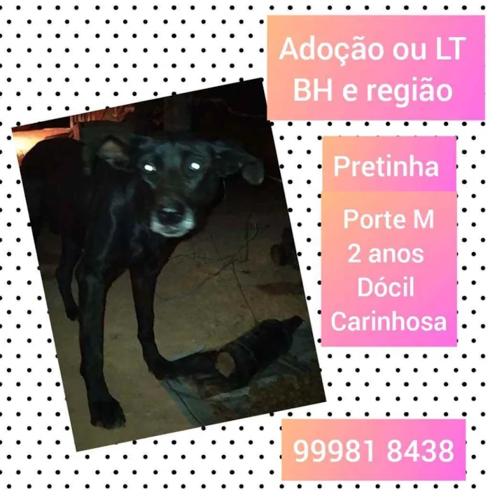 Cachorro raça SRD idade 2 anos nome Pretinha 