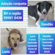 Lorin e gandão 