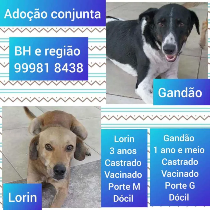 Cachorro raça SRD idade 2 anos nome Lorin e gandão 
