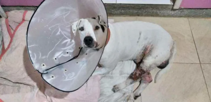 Cachorro ra a Vira lata idade 5 anos nome Taurus