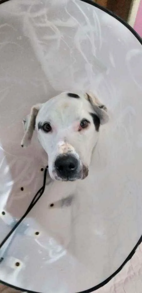 Cachorro ra a Vira lata idade 5 anos nome Taurus