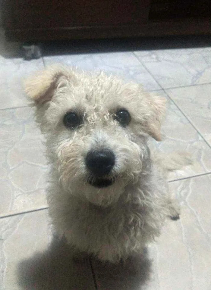 Cachorro raça Poodle idade 3 anos nome Pepe