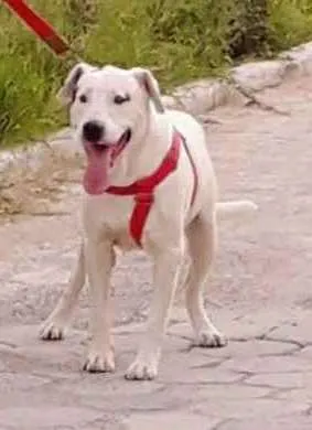 Cachorro ra a Vira lata idade 5 anos nome Taurus