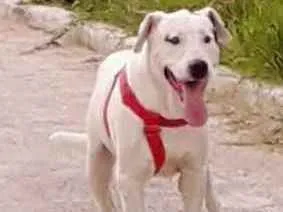 Cachorro ra a Vira lata idade 5 anos nome Taurus