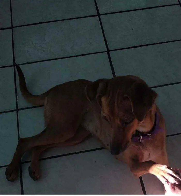 Cachorro ra a Vira lata idade 3 anos nome Meg