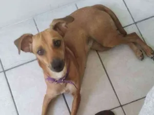 Cachorro raça Vira lata idade 3 anos nome Meg